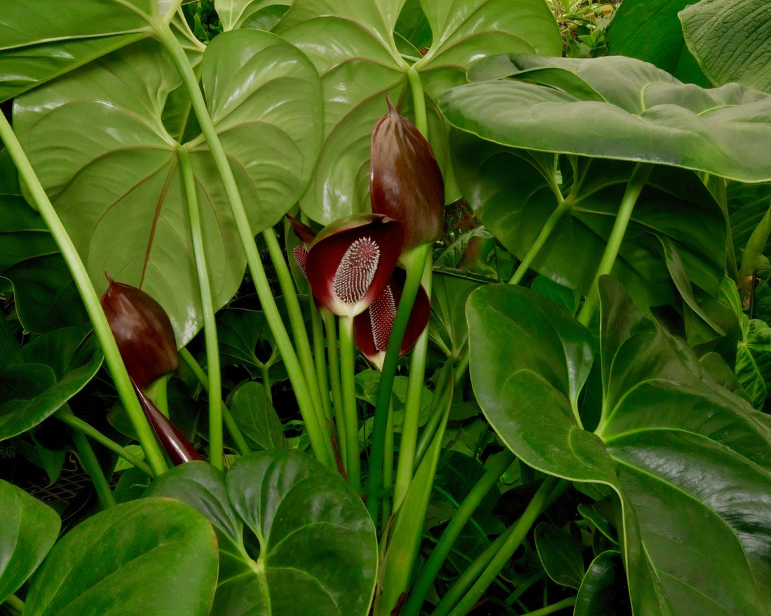 Hybridizing Anthuriums: Unique Tropical Gems