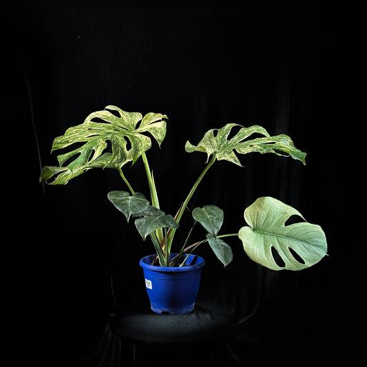 Monstera Kunzo's White Monster
