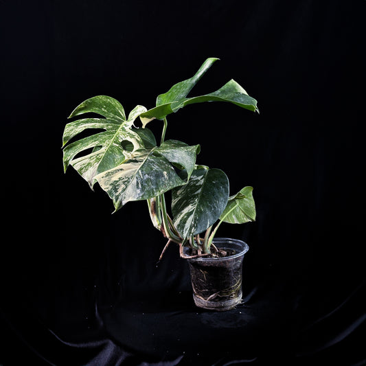 Monstera Albo