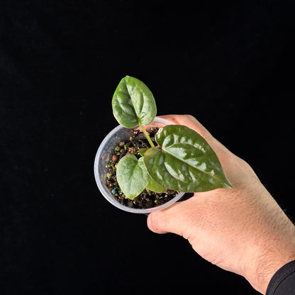 Anthurium Magnficum X Luxurian