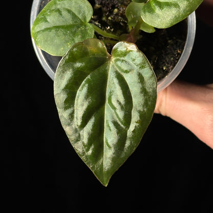 Anthurium Magnficum X Luxurian
